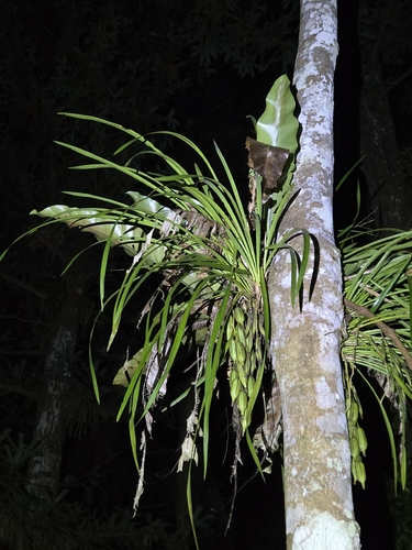 Cymbidium dayanum