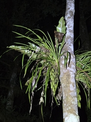 Cymbidium dayanum