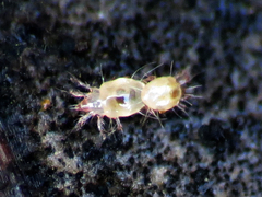 Acaridae