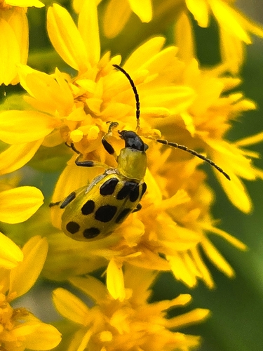 Spotted Cucumber Beetle