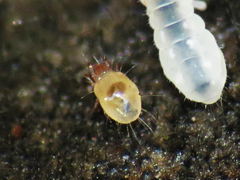 Acaridae