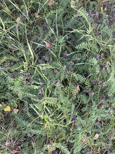 Chickpea Milkvetch