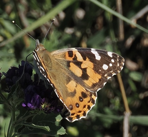 Painted Lady