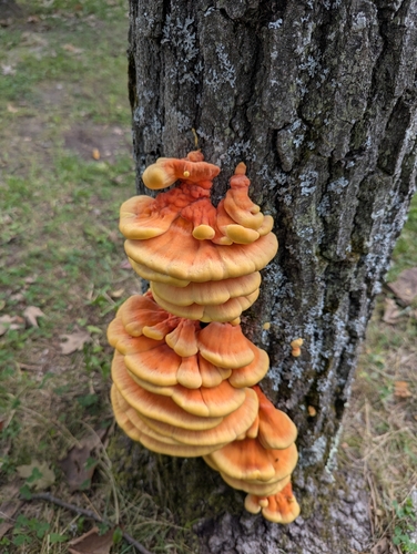 chicken of the woods