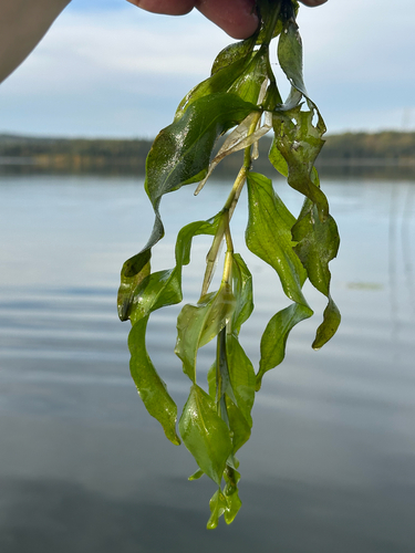 Potamogeton praelongus, photograph 6