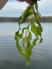 Potamogeton praelongus, photograph author not stated, no rights reserved