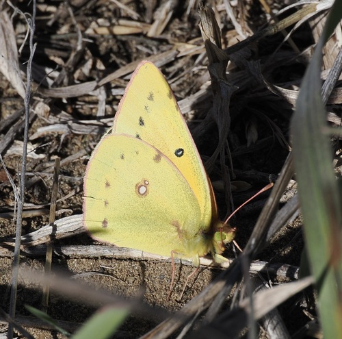 Orange Sulphur
