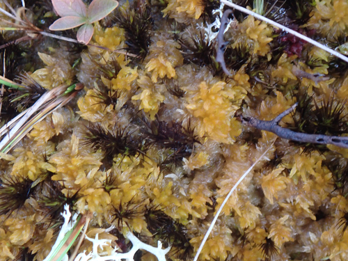 Sphagnum tenellum observed 2026-09-20