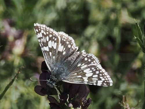 Common Checkered-Skipper