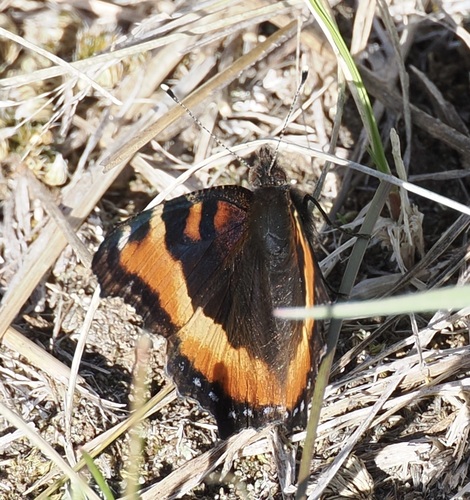 Milbert's Tortoiseshell