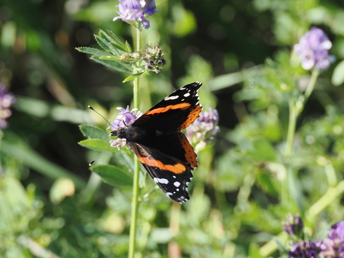 Red Admiral