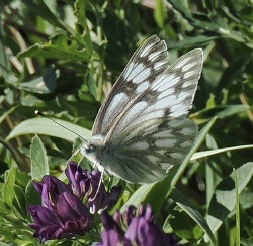 Western White