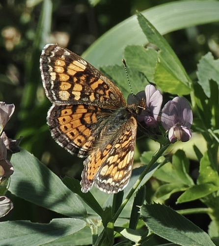 Great Plains Crescent
