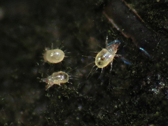 Acaridae
