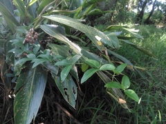 Tetrastigma formosanum, photograph (c) chiuluan, some rights reserved (CC BY)