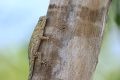 Sceloporus lundelli