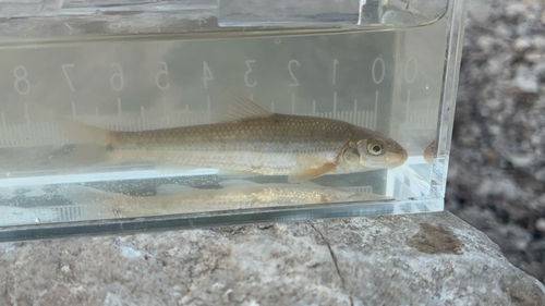 Suckermouth Minnow