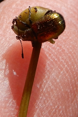 Haplorhynchites eximius