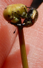 Haplorhynchites eximius