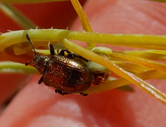 Haplorhynchites eximius