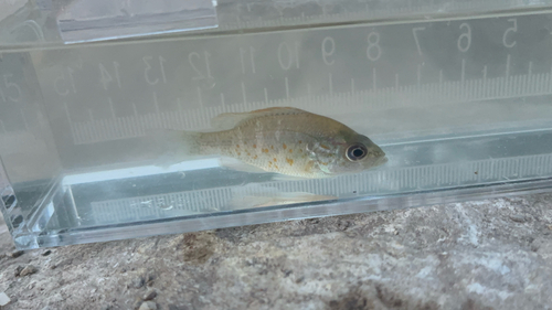 Orangespotted Sunfish