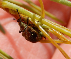 Haplorhynchites eximius