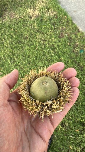 bur oak