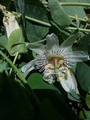 Passiflora pallens