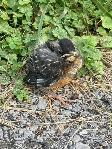 American Robin