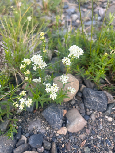 Northern Bedstraw