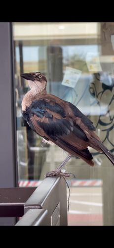 Great-tailed Grackle