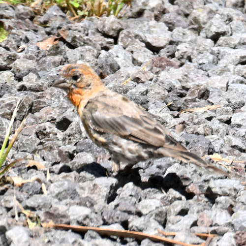 House Finch