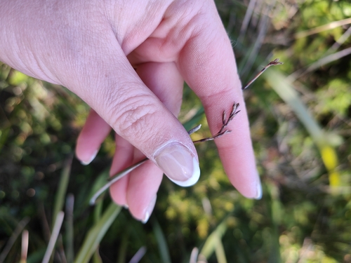 Tussock Swamp Twig Rush