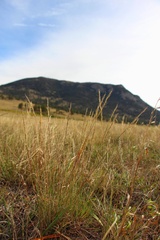 Muhlenbergia montana