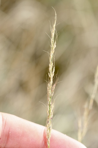 Muhlenbergia montana, photograph 2