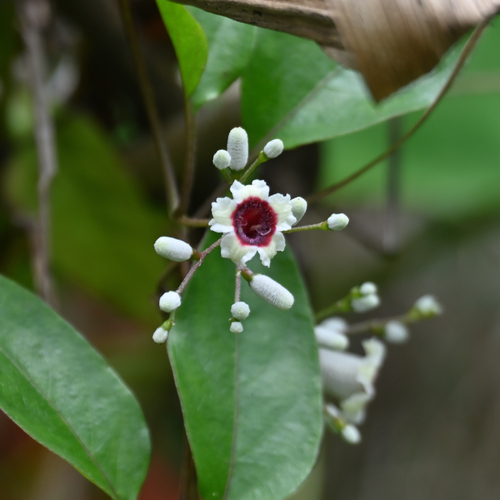skunk vine