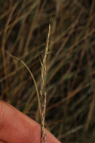 Muhlenbergia montana, photograph 3