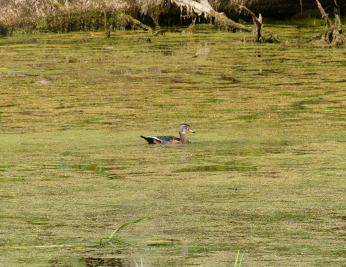 Wood Duck