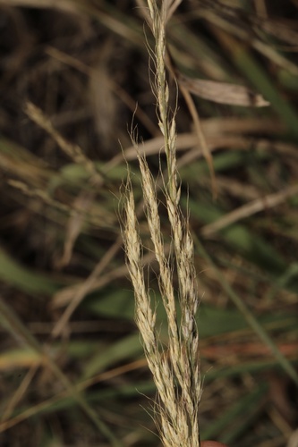 Muhlenbergia montana, photograph 4