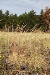 Muhlenbergia montana, photograph (c) Austin Saunders, some rights reserved (CC BY)