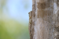 Sceloporus lundelli