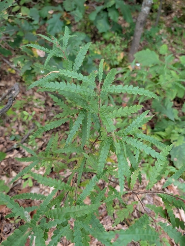 sweetfern