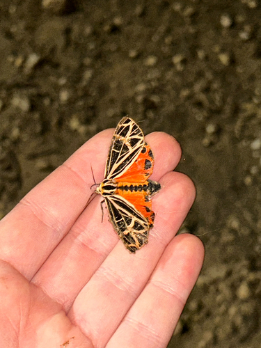 Parthenice Tiger Moth