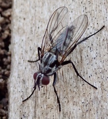 Eustalomyia
