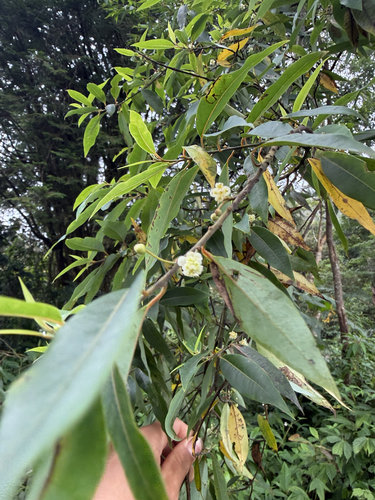 Litsea cubeba observed 2026-09-17