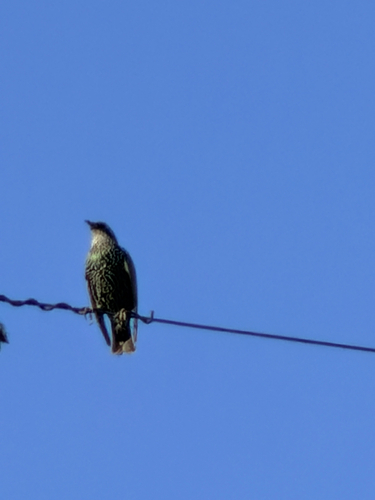 European Starling