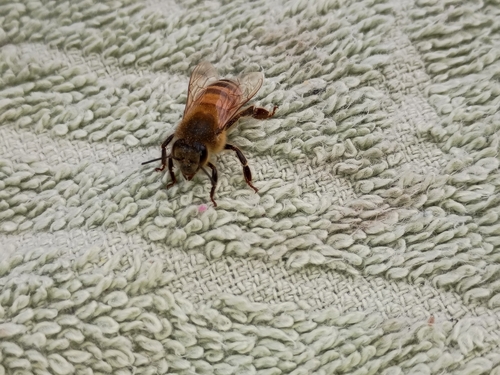 Western Honey Bee