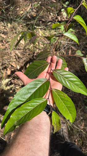 Glochidion zeylanicum observed 2026-09-21