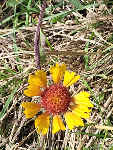 great blanketflower