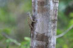 Sceloporus lundelli